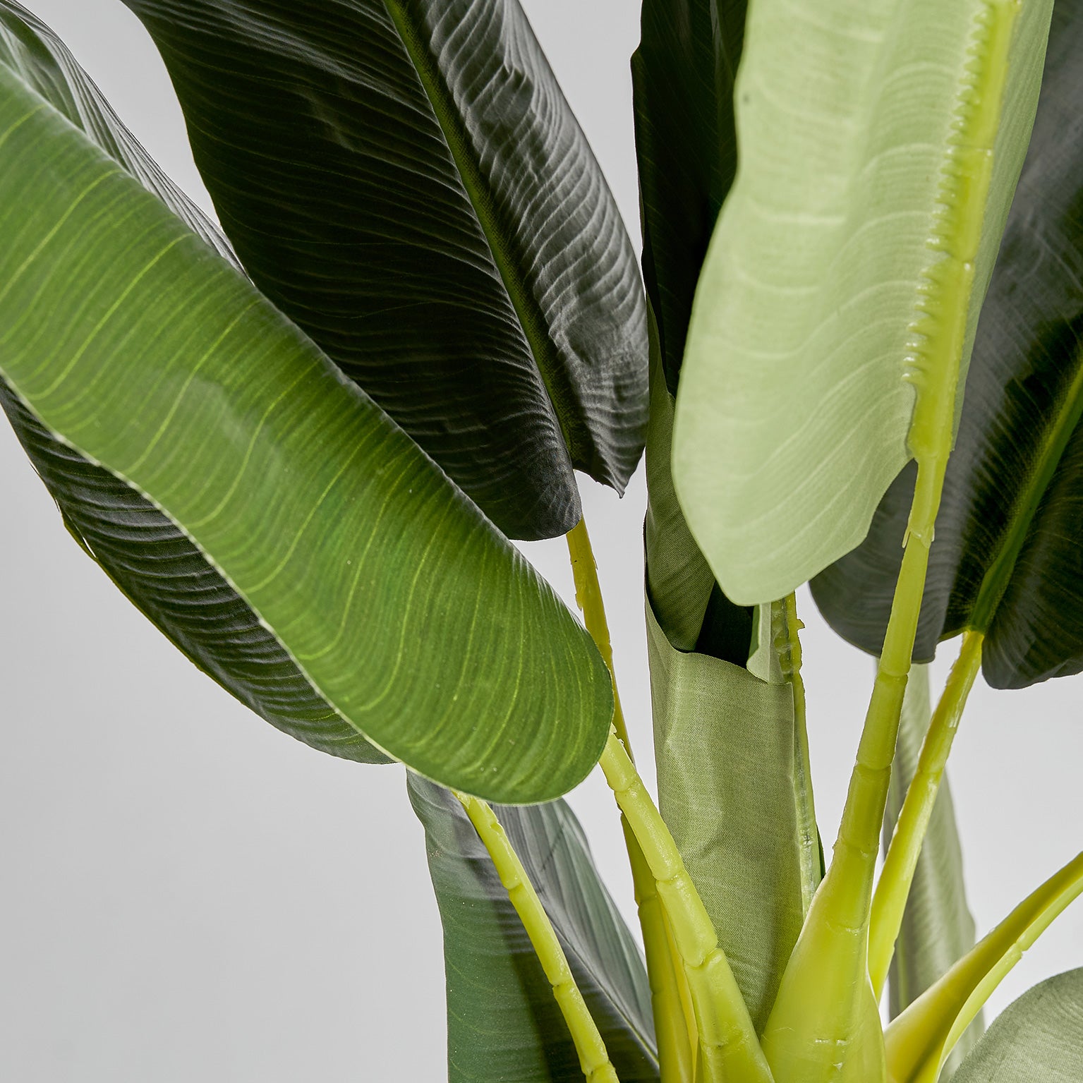 BANANERO PLANT